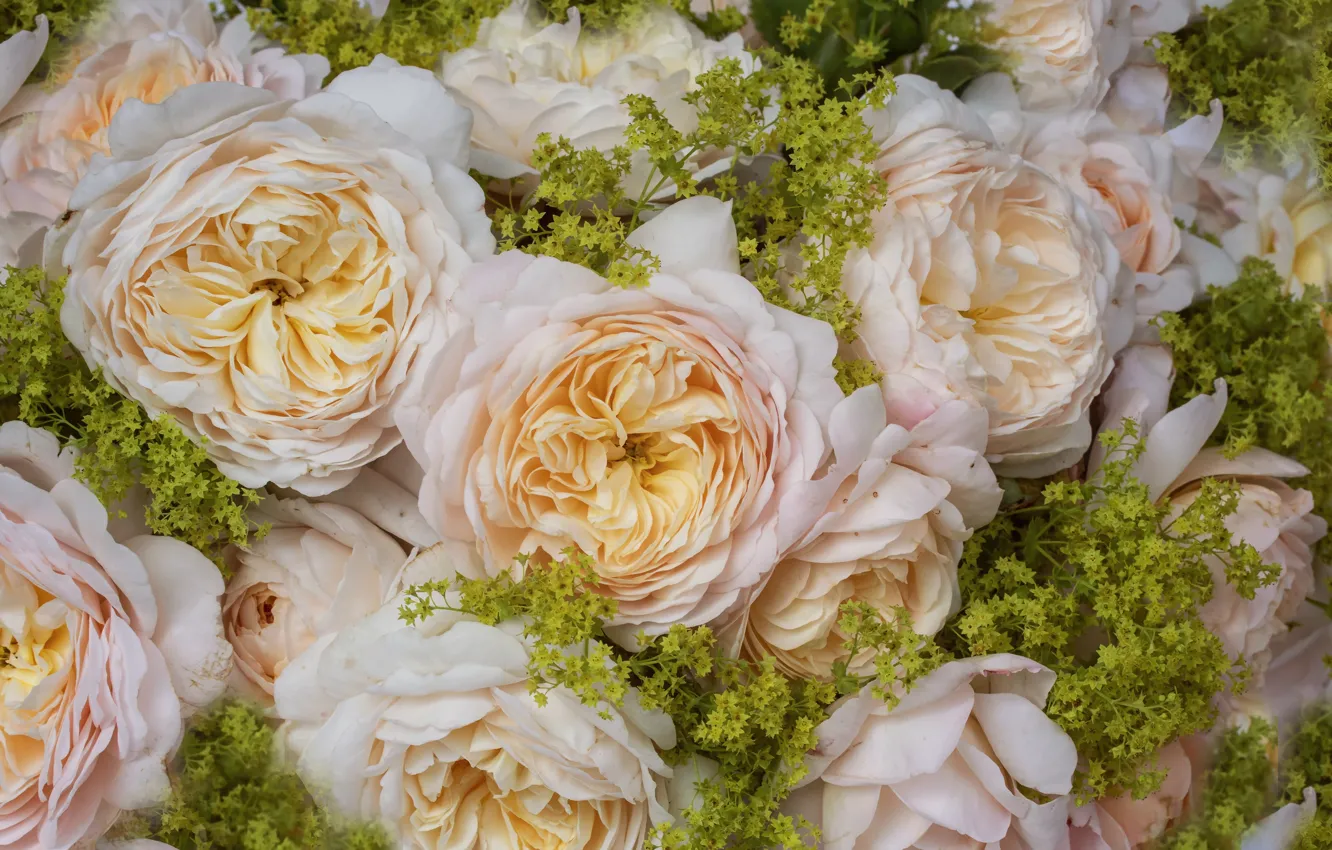 Photo wallpaper macro, roses, bouquet, cream, flowers, a lot, pale yellow
