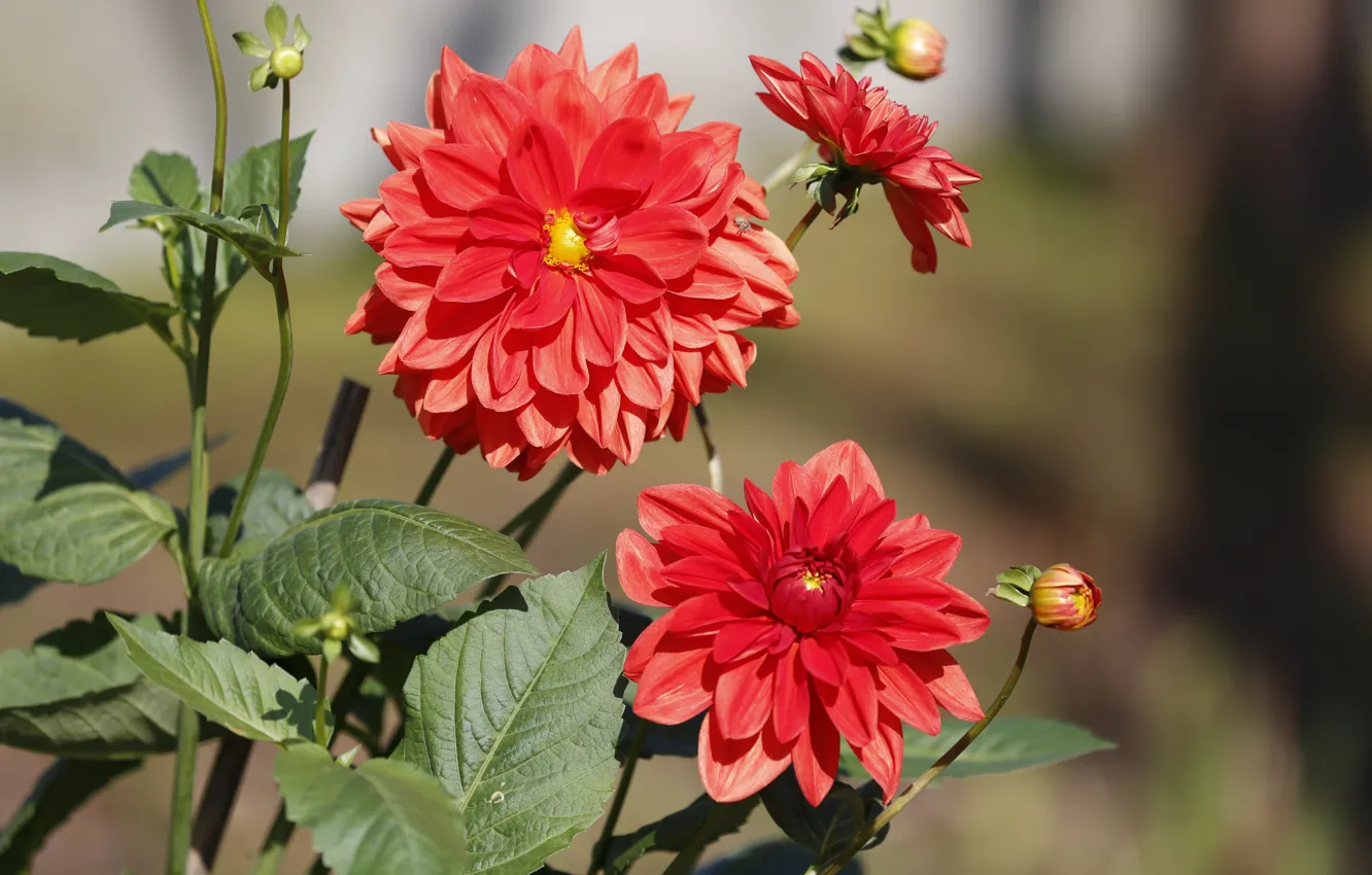 Photo wallpaper leaves, flowers, red, garden, bokeh, dahlias