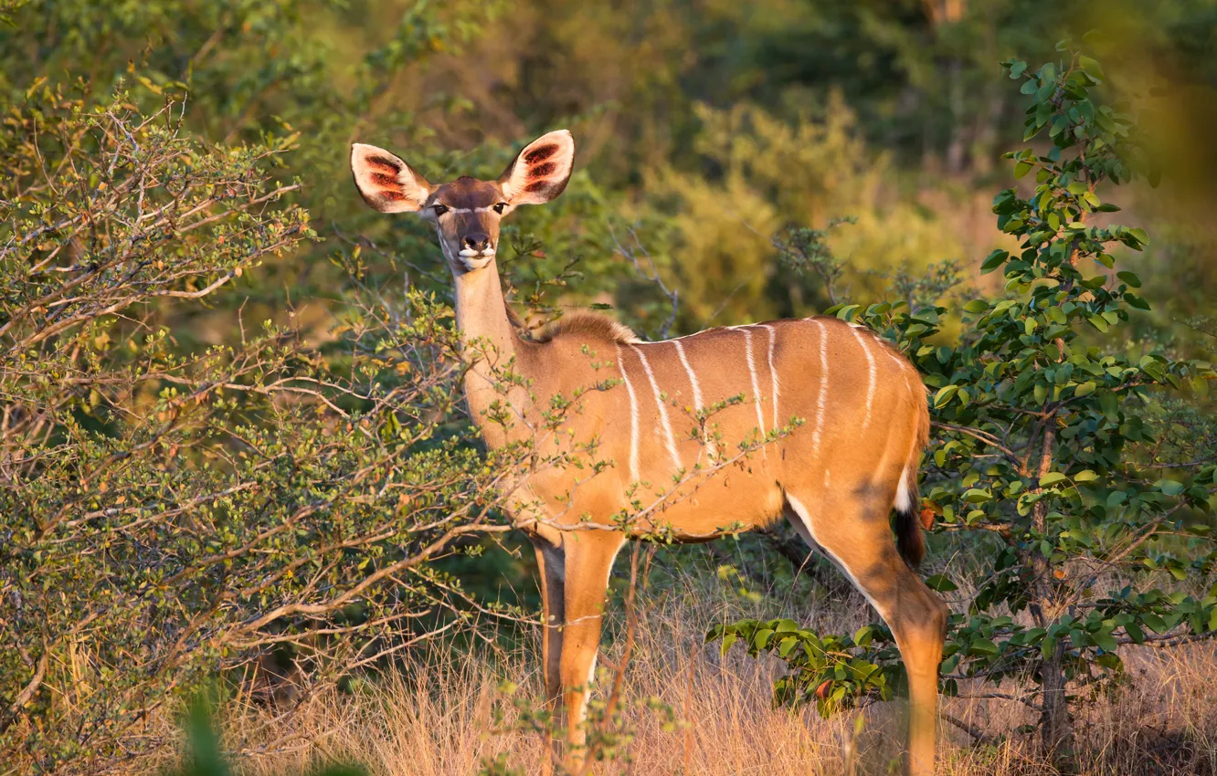 Photo wallpaper grass, trees, sunset, branches, antelope