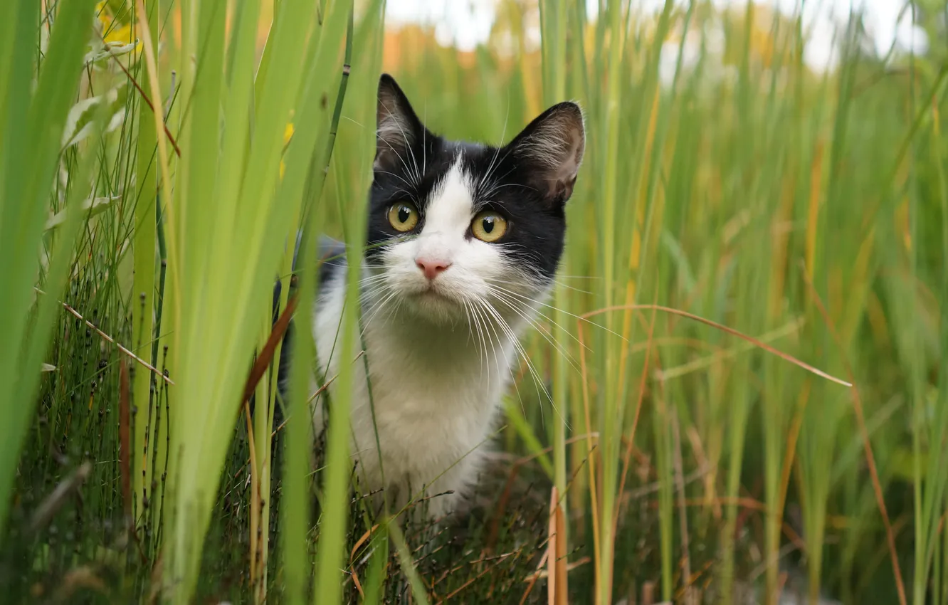 Photo wallpaper cat, mustache, face, Koshak, weed, Tomcat