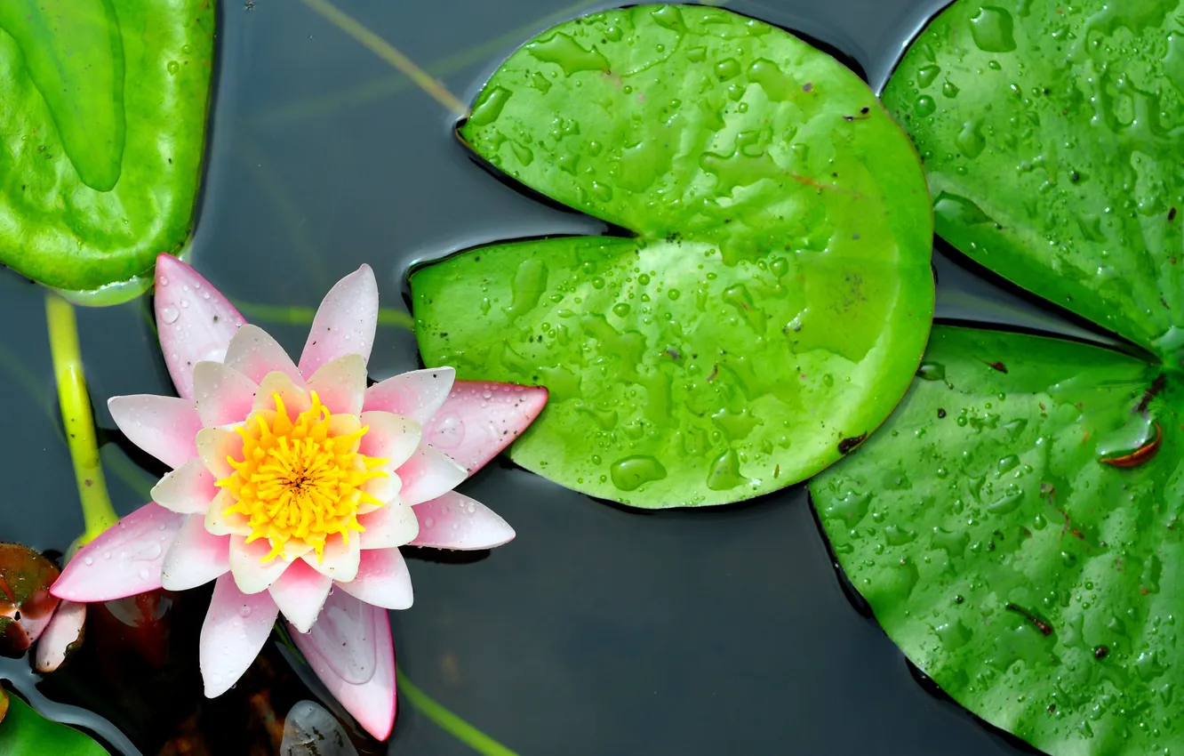 Photo wallpaper WATER, DROPS, LEAVES, LILY, POND, LAKE, Water LILIES