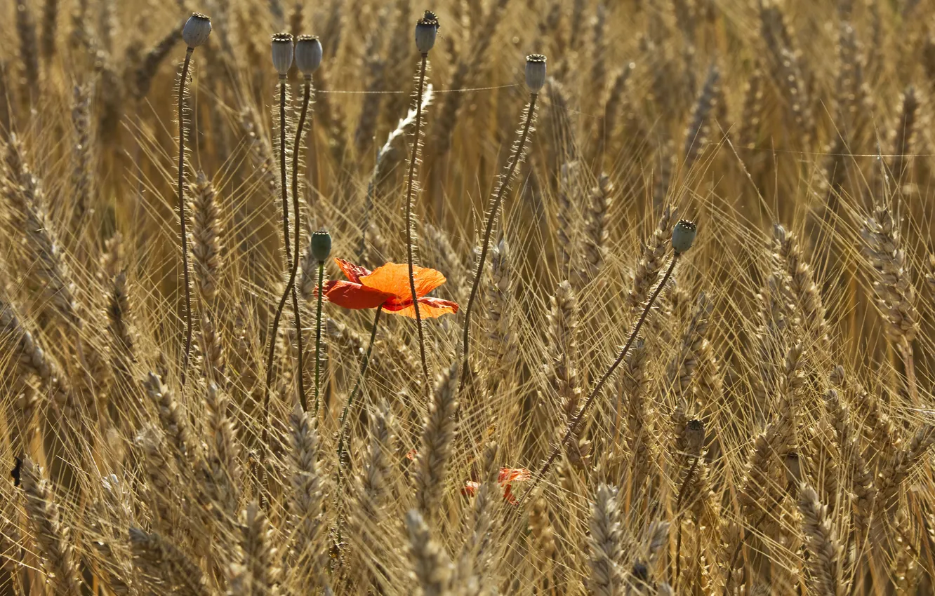 Photo wallpaper field, summer, Mac, ears