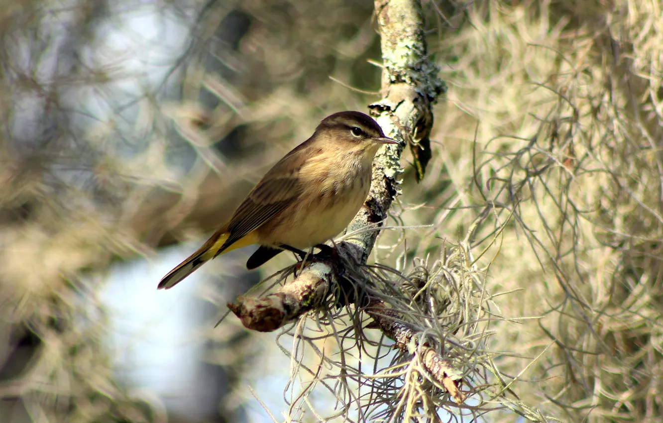 Photo wallpaper branches, bird, bokeh