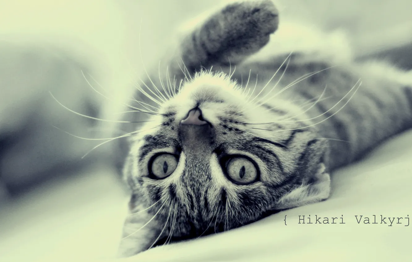 Photo wallpaper cat, lies, by ValkyrjaHikari