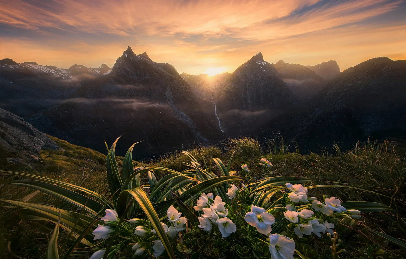 Photo wallpaper summer, the sky, grass, leaves, the sun, clouds, rays, light