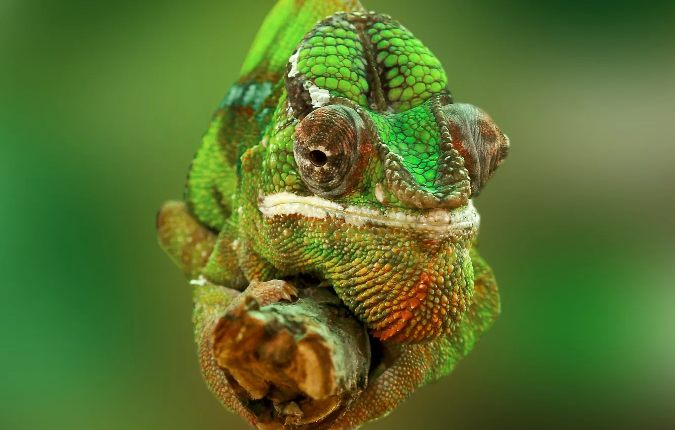 Photo wallpaper eyes, nature, chameleon