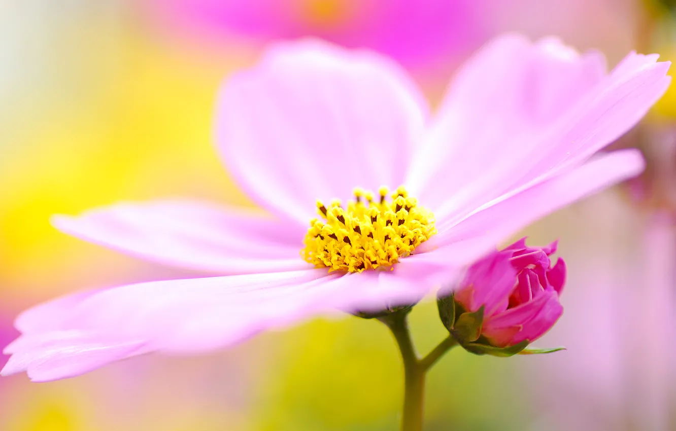 Photo wallpaper flower, macro, lilac, pink, pollen, petals, blur, kosmeya