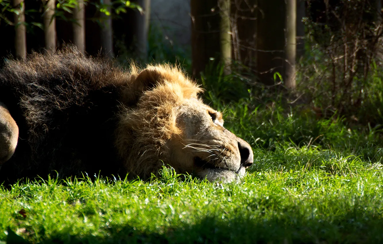 Photo wallpaper cat, grass, animal, mane, Leo, lies, beast, resting
