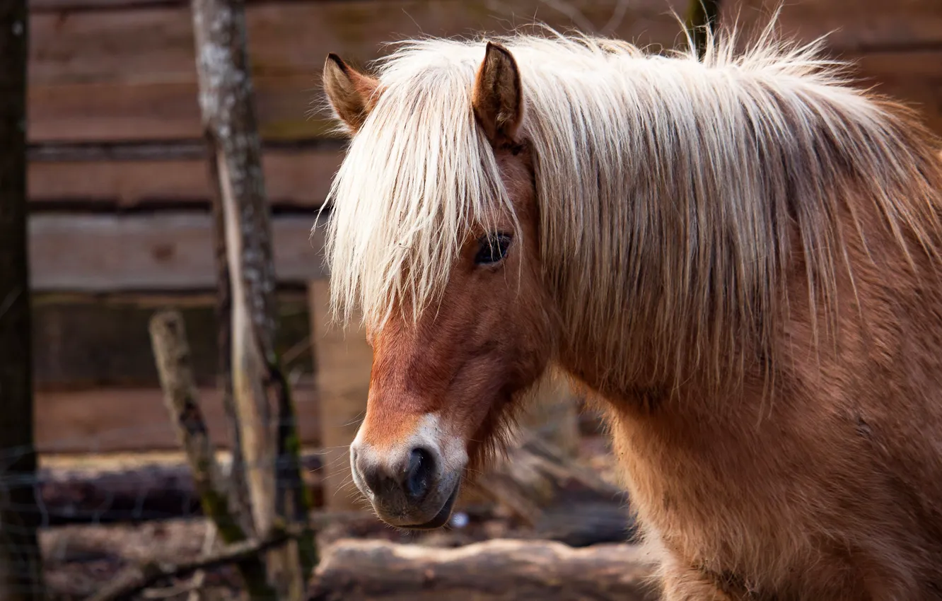 Photo wallpaper look, face, horse, horse, portrait, mane, pony, chestnut