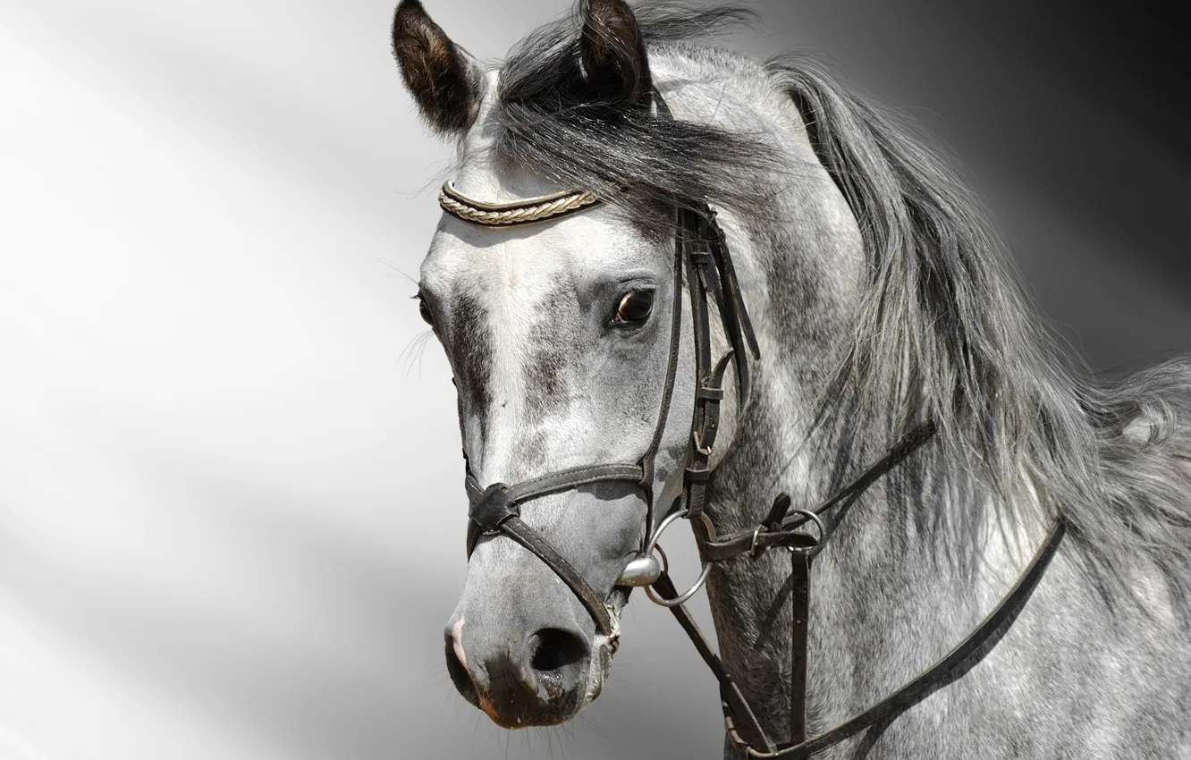 Photo wallpaper white, Horse, grey
