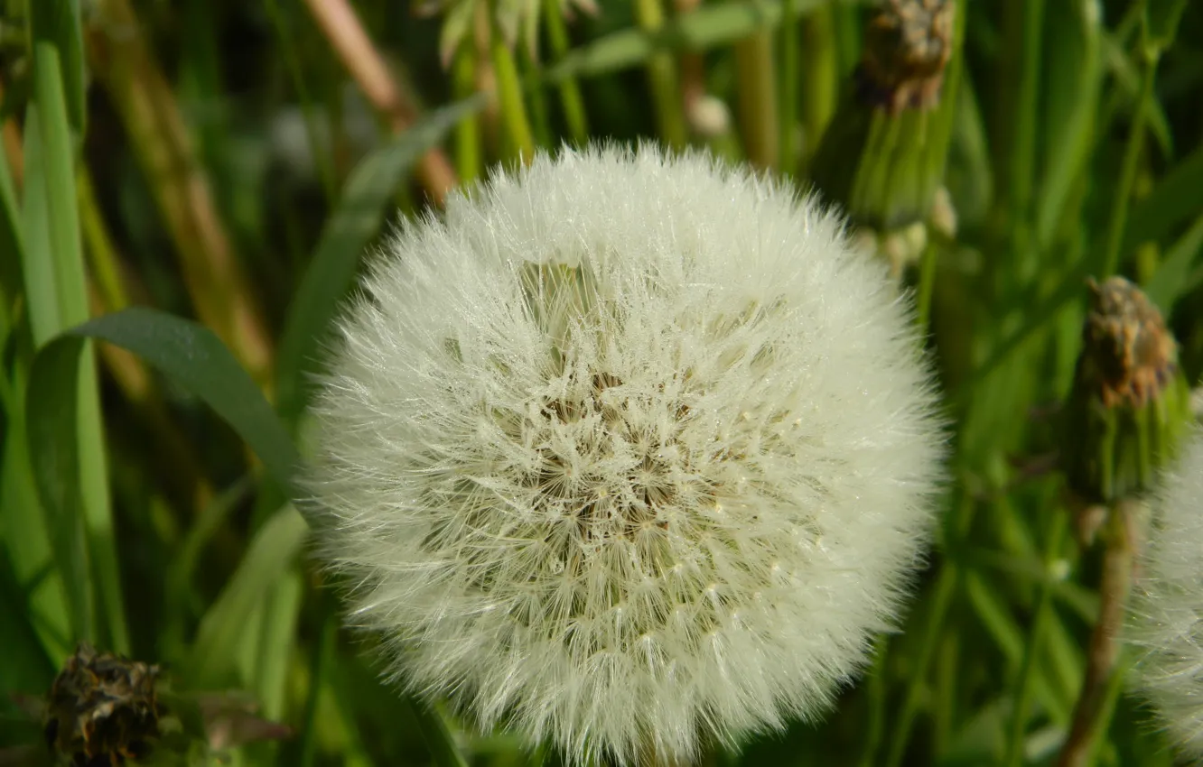 Photo wallpaper white, macro, dandelion