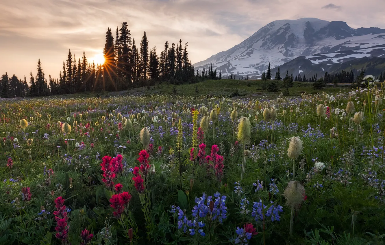 Photo wallpaper trees, sunset, flowers, mountain, meadow, Washington, Washington, Mount Rainier
