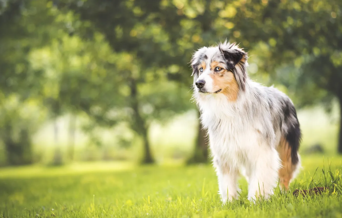 Photo wallpaper grass, glade, dog, spring, meadow, Aussie, Wallpaper from lolita777