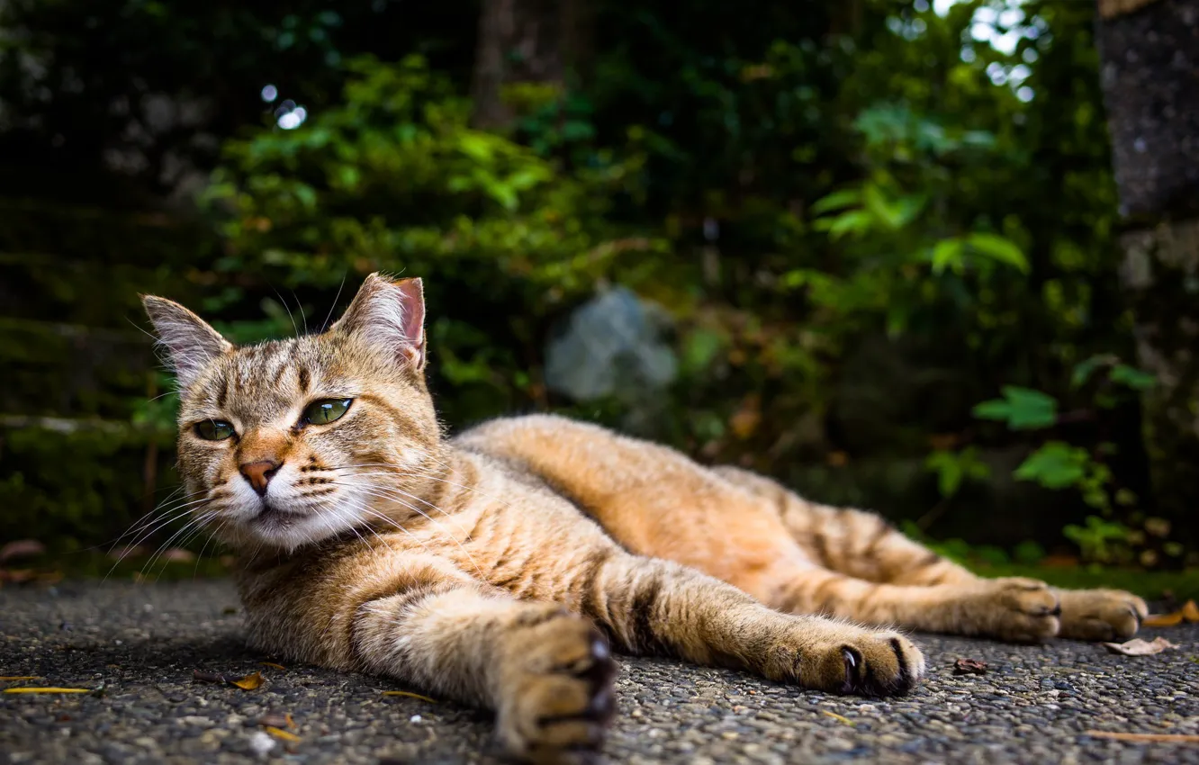 Photo wallpaper stay, cat, lies