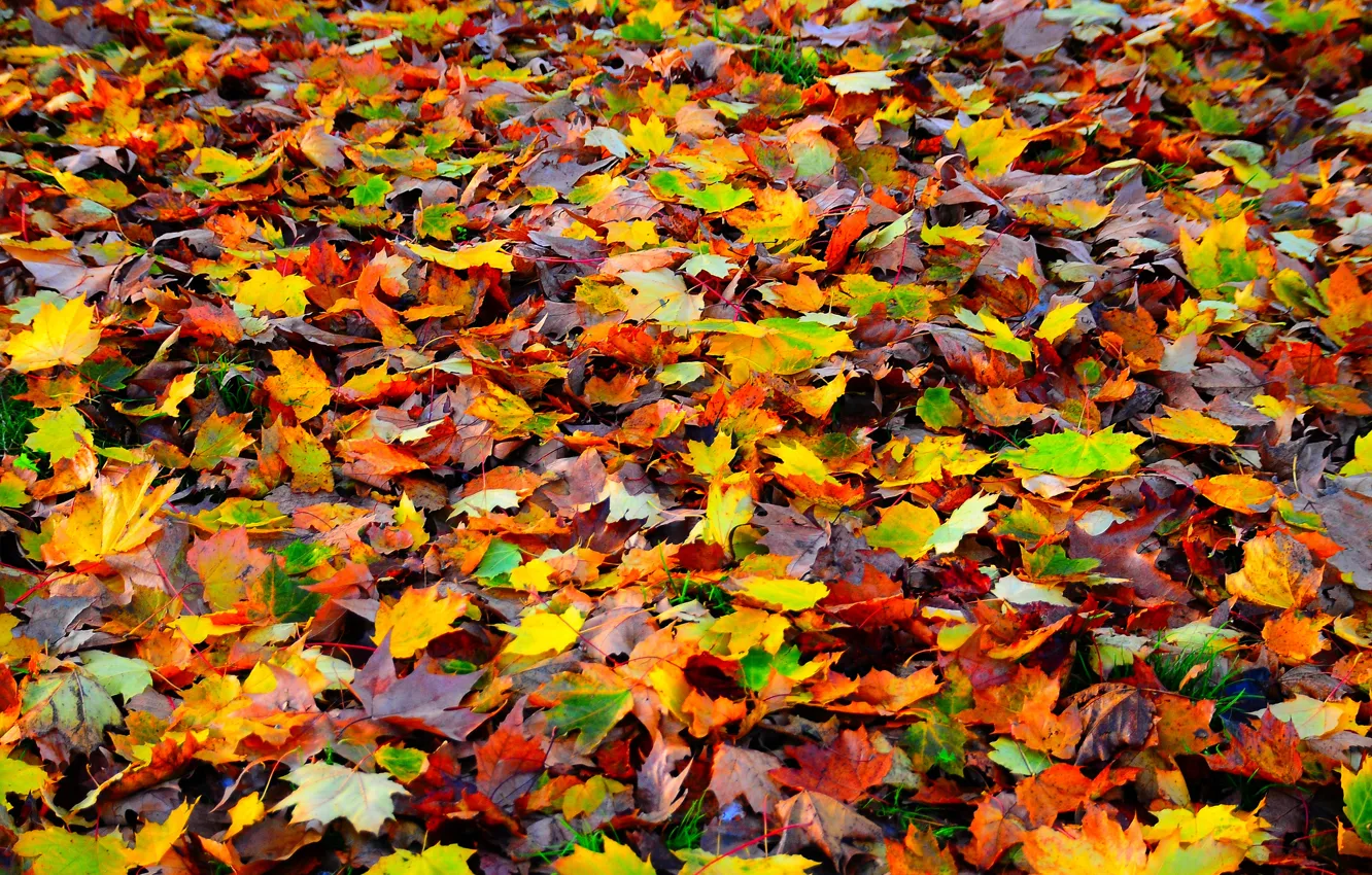 Photo wallpaper autumn, leaves, nature, carpet