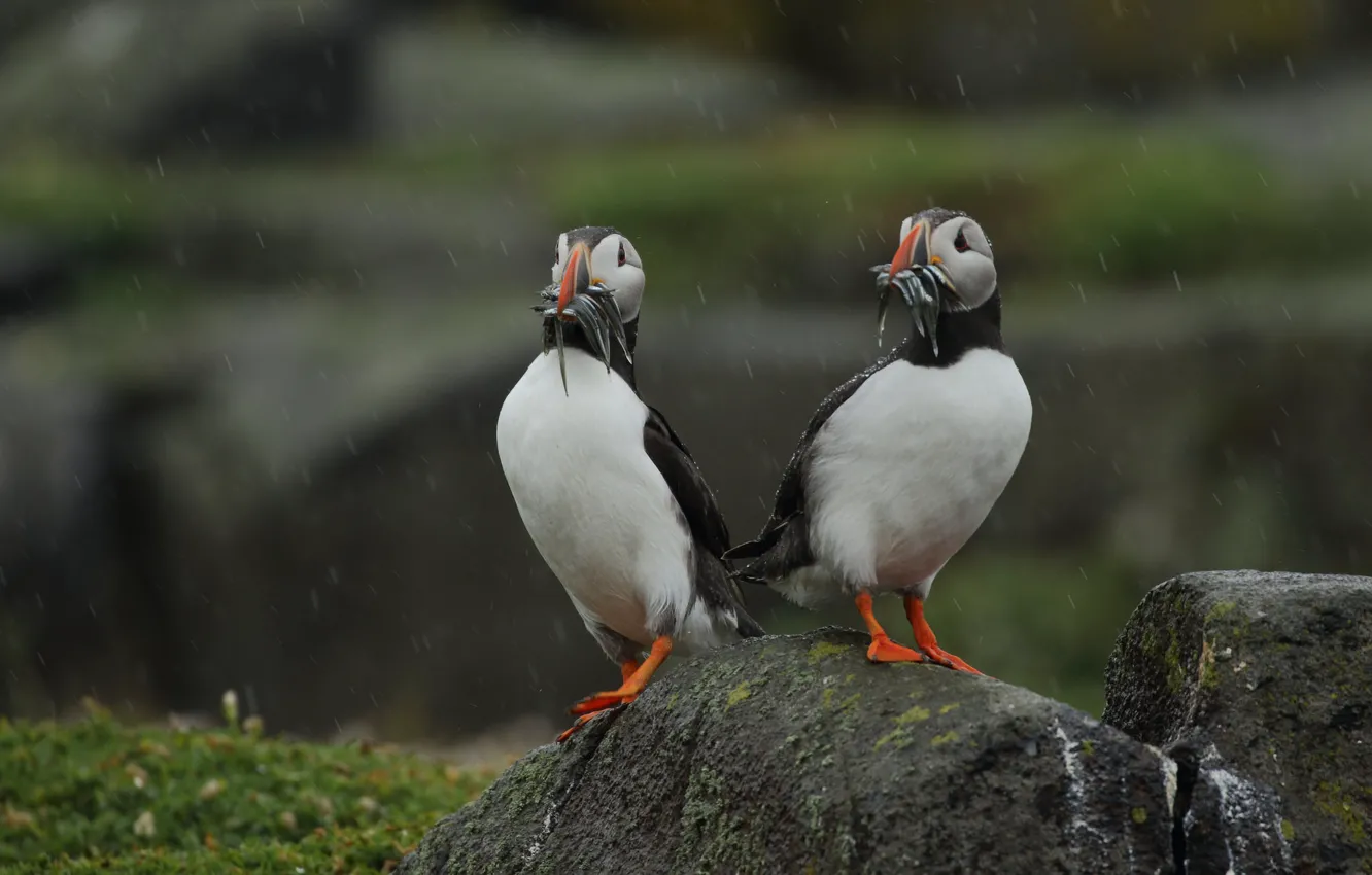 Photo wallpaper nature, stones, bird, fish, pair, stalled, catch