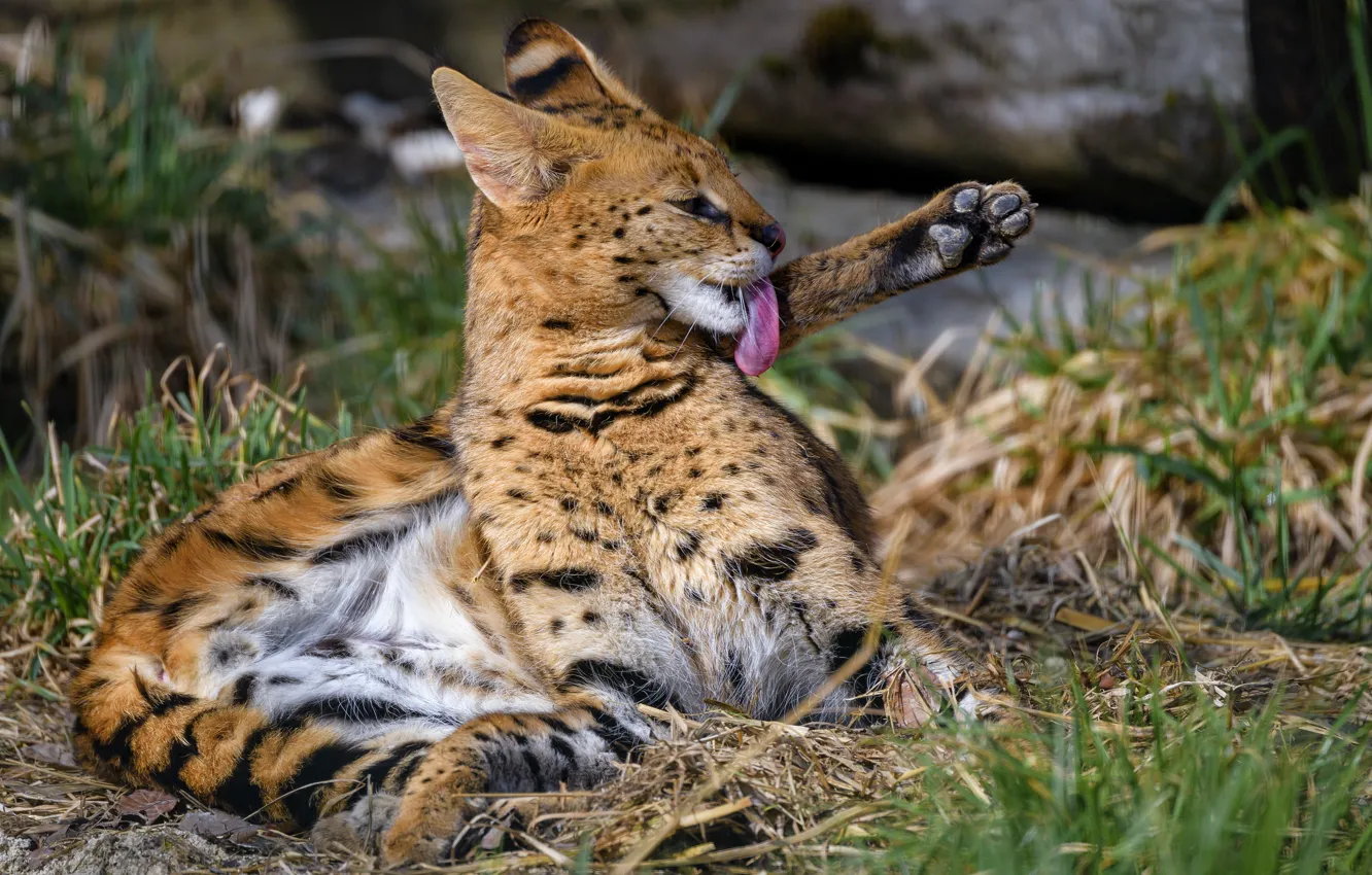 Photo wallpaper language, grass, pose, paws, lies, bokeh, Serval, licking