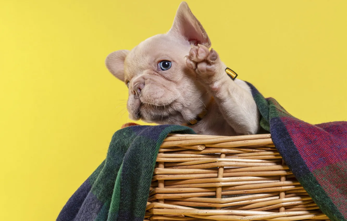 Photo wallpaper dog, look, portrait, pose, puppy, sitting in a basket, background, basket