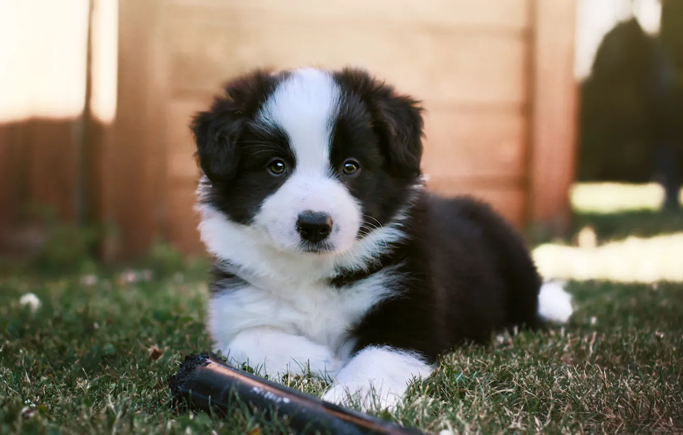 Photo wallpaper look, nature, tube, dog, baby, puppy, lies, black and white