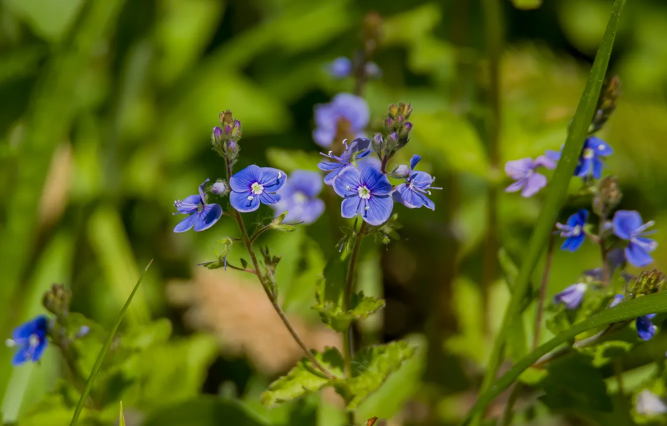 Photo wallpaper flowers, nature, spring, forget-me-nots