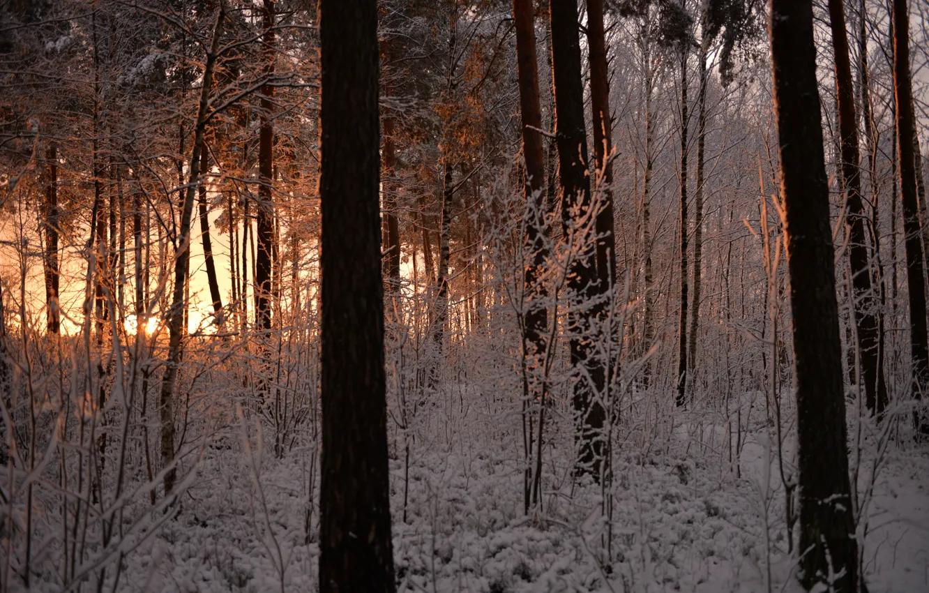 Photo wallpaper winter, frost, forest, snow, trees, sunset