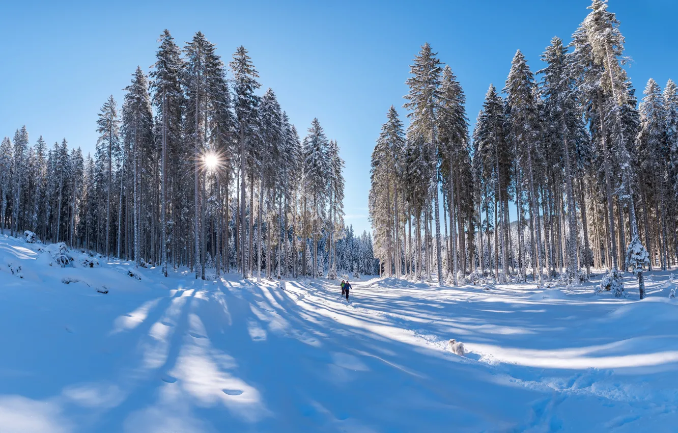 Photo wallpaper winter, frost, forest, white, rays, light, snow, blue