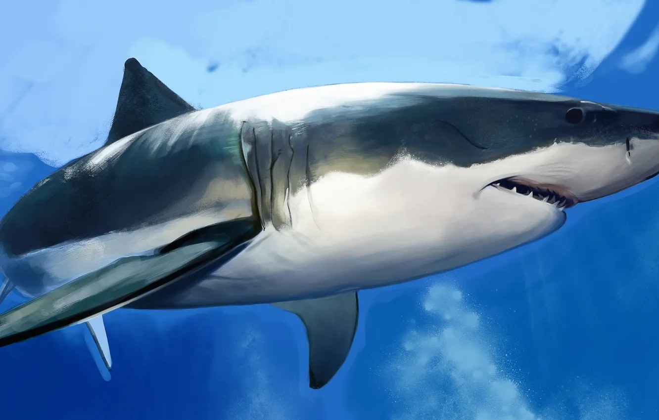 Photo wallpaper fish, predator, shark, art, under water