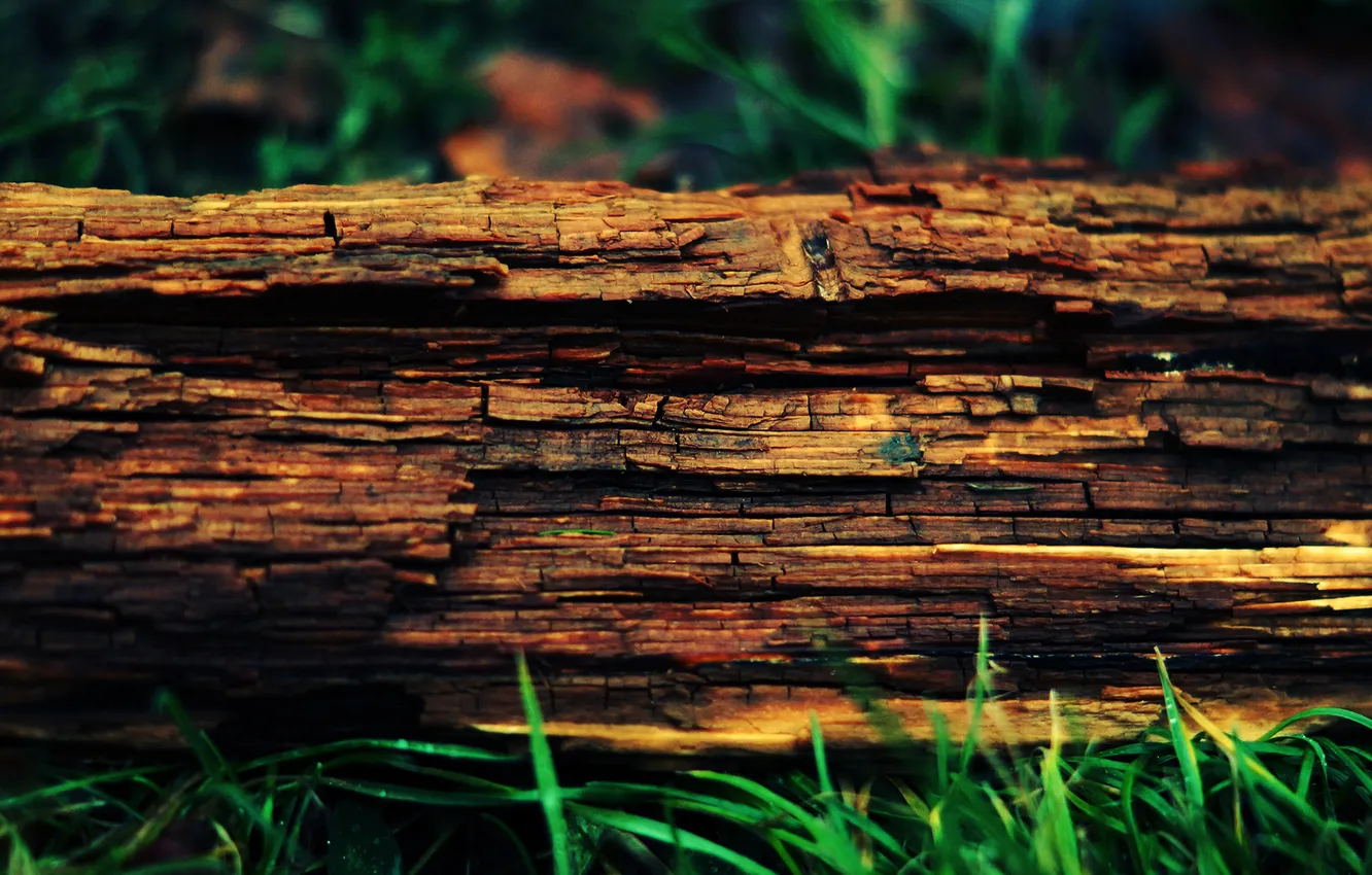 Photo wallpaper tree, trunk, log, bark, dry