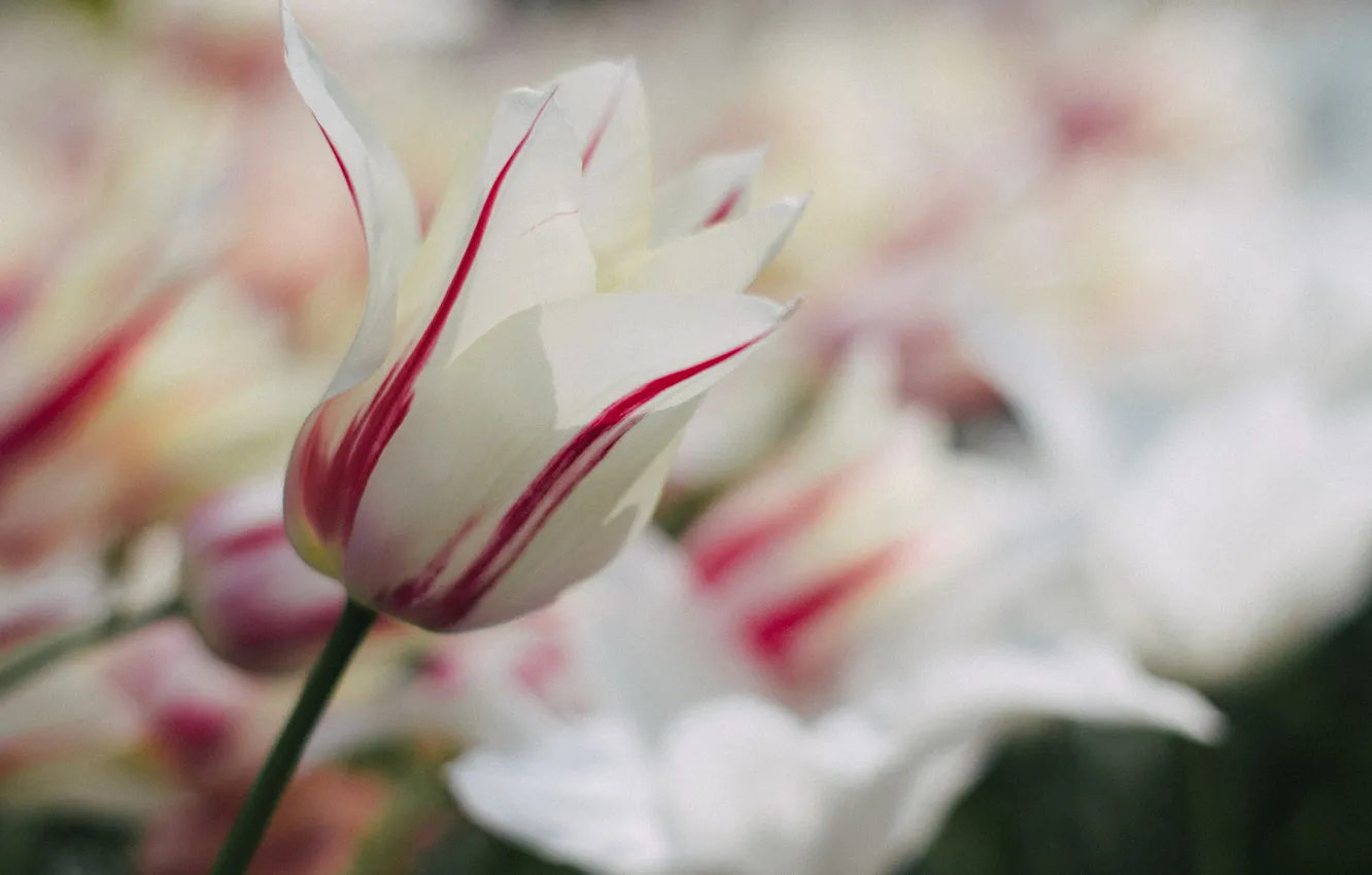 Photo wallpaper white, macro, flowers, red, tulips, flower