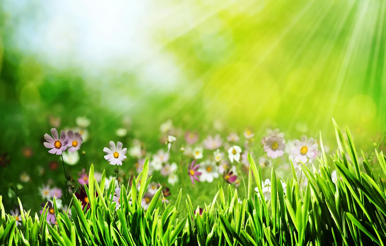 Photo wallpaper grass, rays, flowers, bokeh