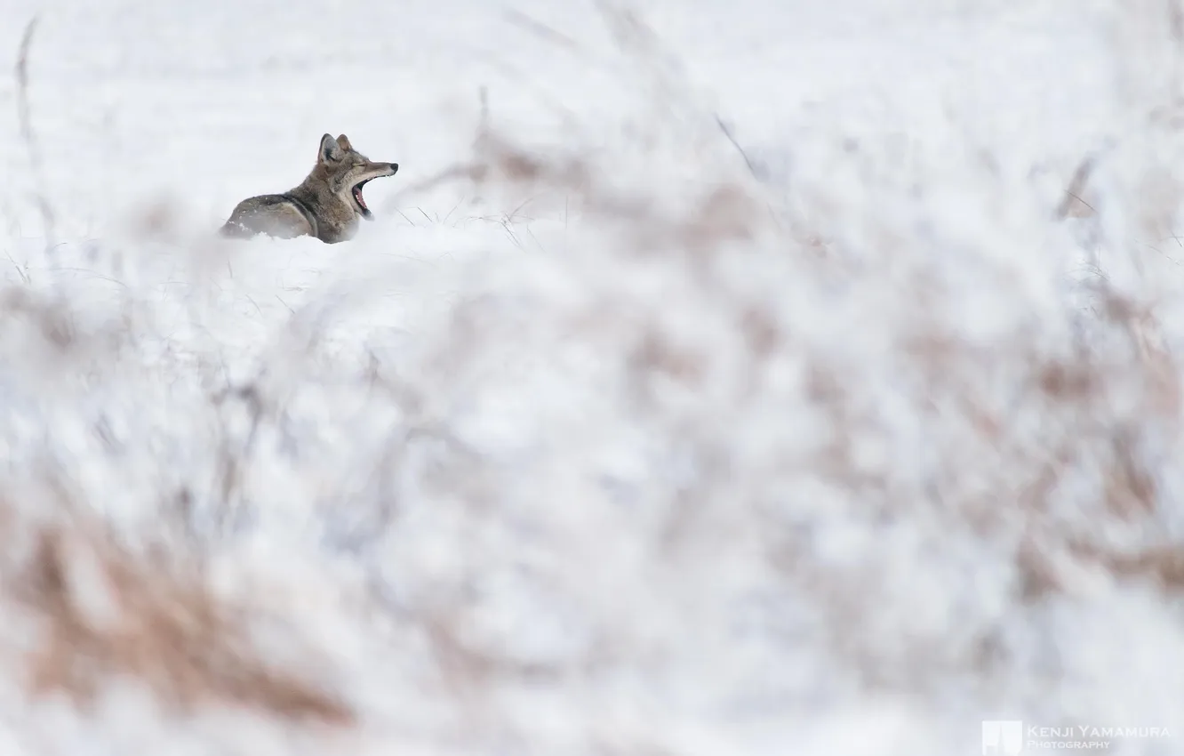 Photo wallpaper snow, wolf, valley, yawns, the bushes, photographer, Kenji Yamamura
