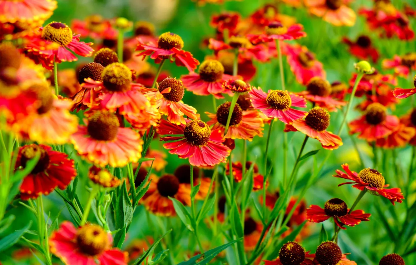 Photo wallpaper field, leaves, nature, the moon, petals, stem
