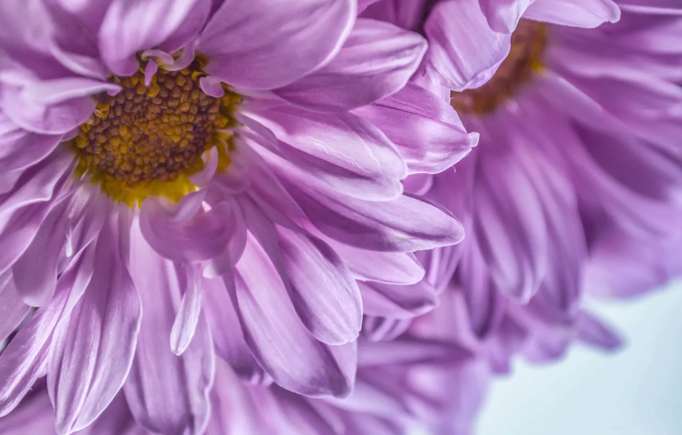 Photo wallpaper macro, flowers, by dashakern