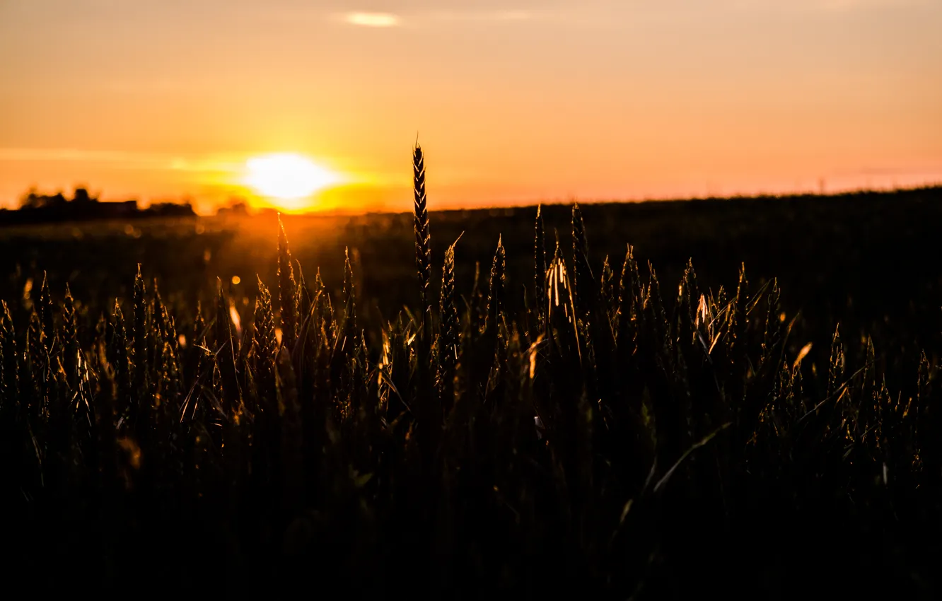 Photo wallpaper Sunset, Golden, Summer, View, Field, Macro, Mood, Grains