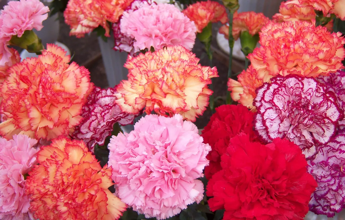 Photo wallpaper flowers, bouquet, clove, Meduzanol ©