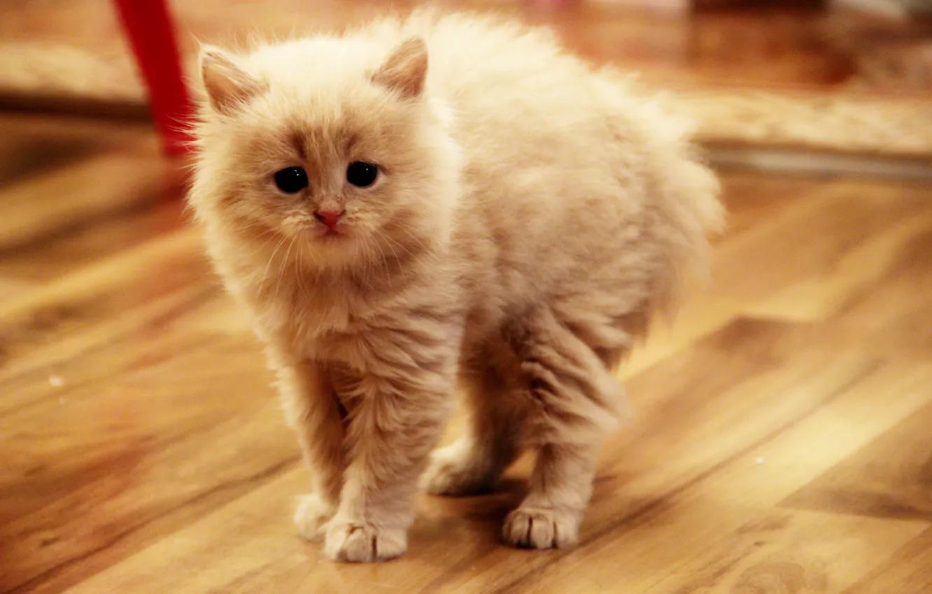 Photo wallpaper cat, kitty, arches her back