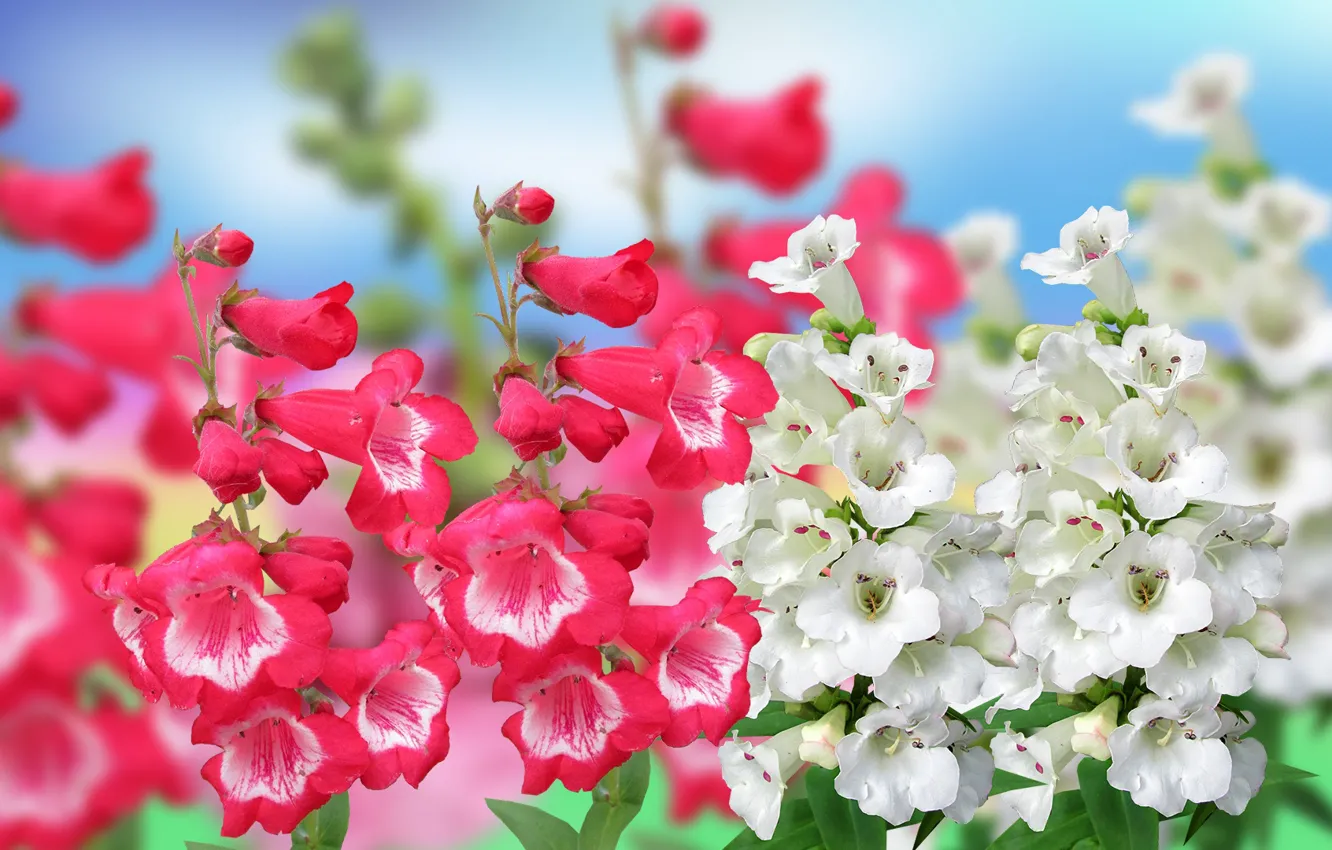 Photo wallpaper Mattioli, Colored, Flowers