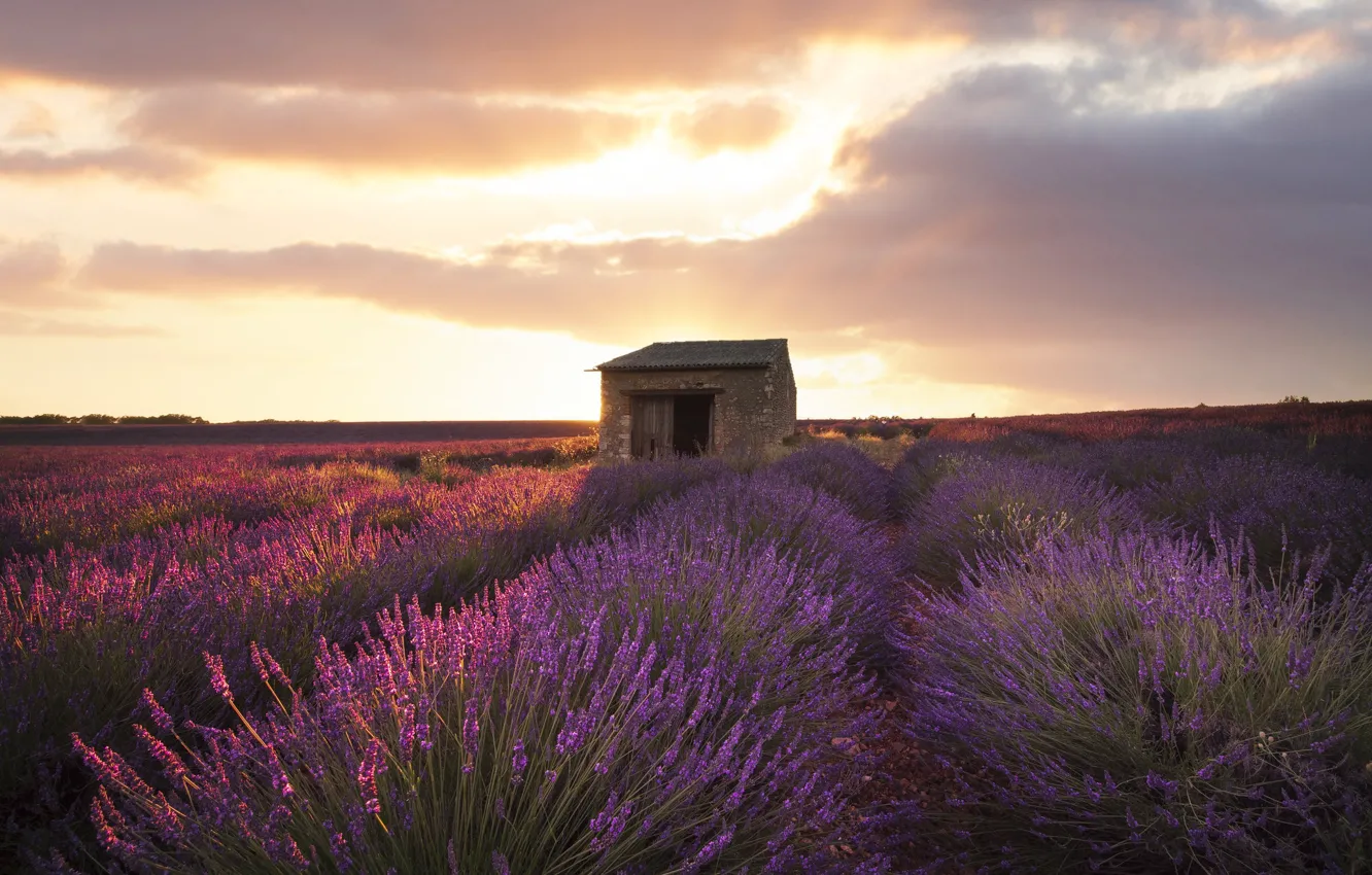Photo wallpaper house, lavender, lavender field