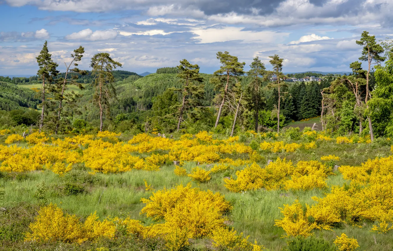 Photo wallpaper forest, clouds, pine, shrub