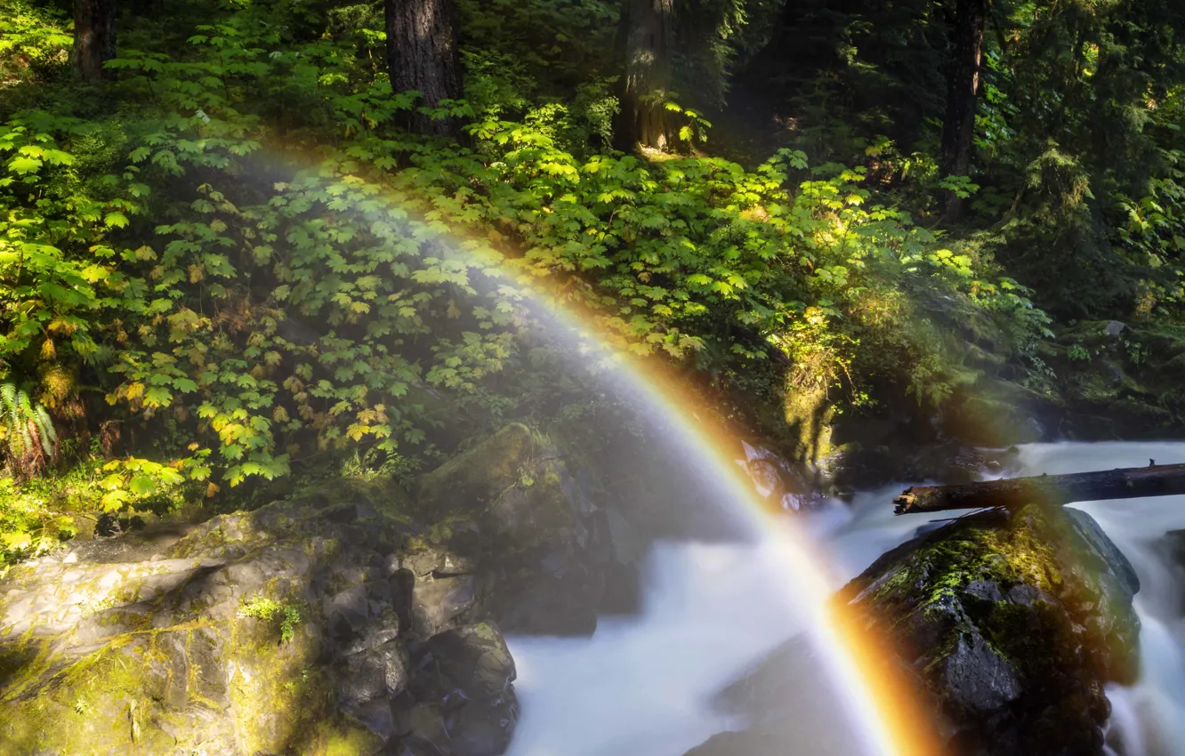 Photo wallpaper forest, light, rainbow, the bushes, pond