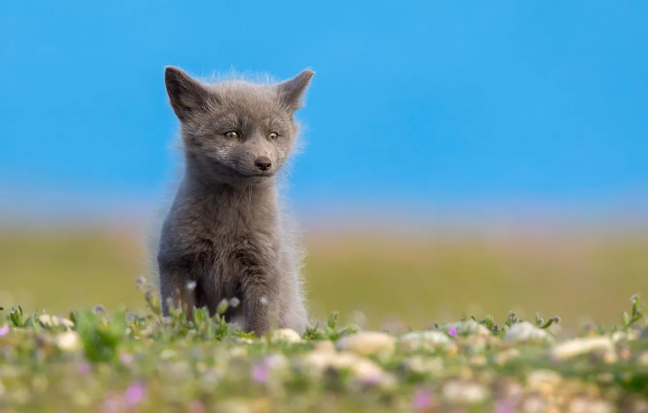 Photo wallpaper summer, North, Fox, little Fox, grey Fox