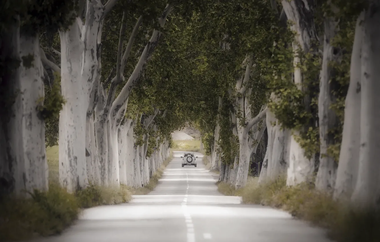 Photo wallpaper road, machine, trees