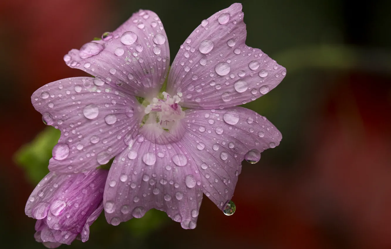 Photo wallpaper drops, macro, macro, drops, Pink flower, Pink flower