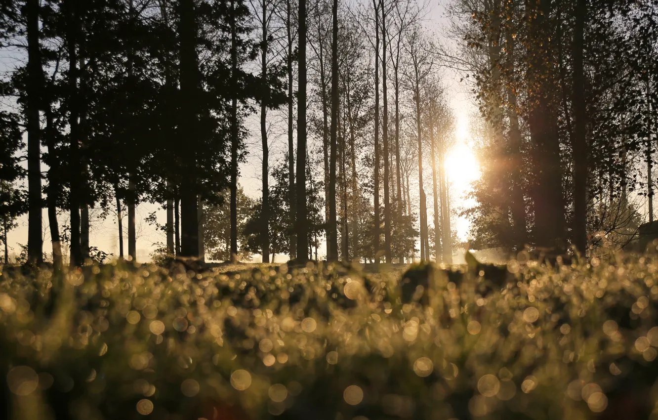 Photo wallpaper The sun, Nature, Grass, Trees, Rosa, Morning, Branches, Sunlight