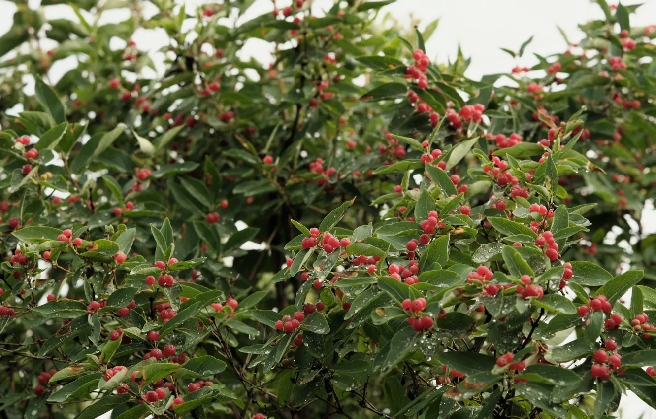 Photo wallpaper nature, plant, Jasmine