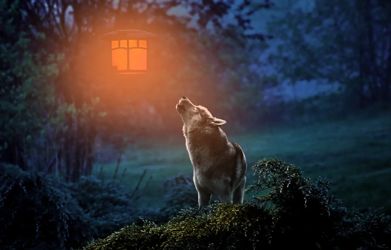 Photo wallpaper face, light, night, nature, pose, rendering, grey, branch