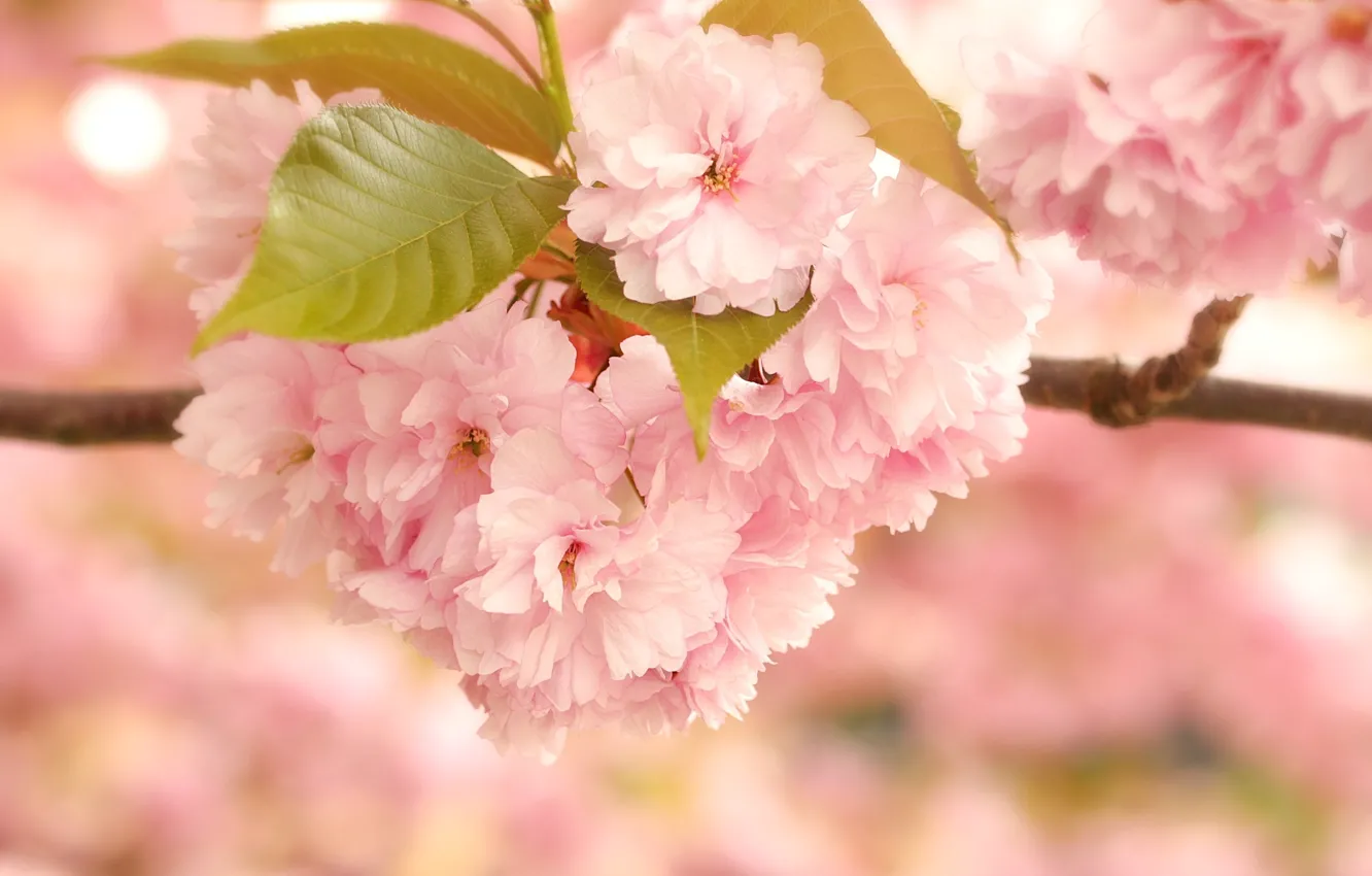 Photo wallpaper leaves, macro, flowers, branch, Sakura, pink, flowering