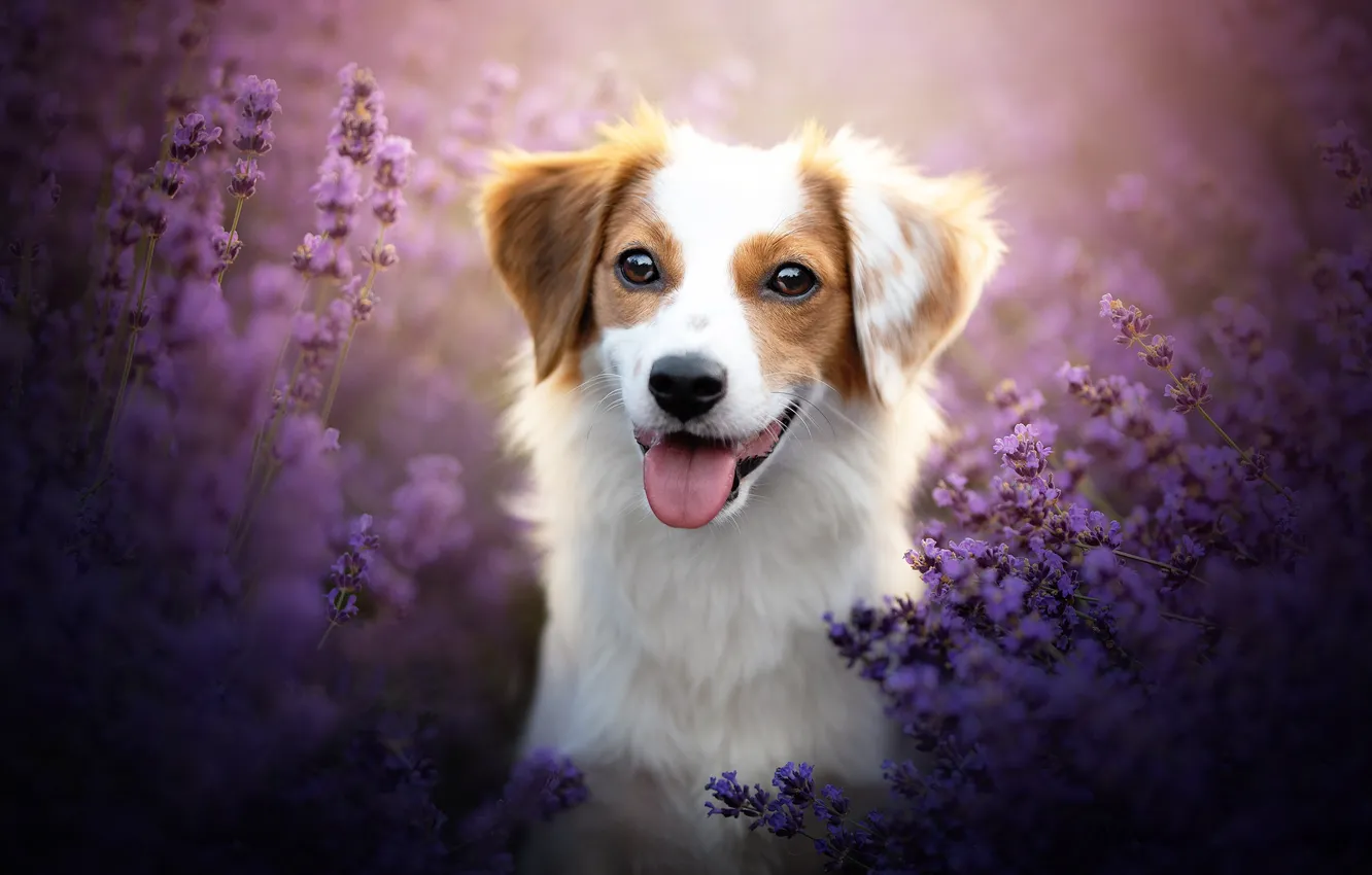 Photo wallpaper language, look, face, flowers, dog, lavender, bokeh