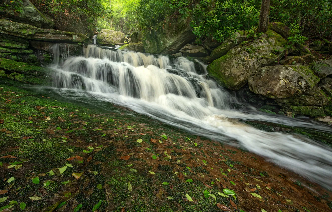 Photo wallpaper Park, waterfall, trees, moss, Virginia, leaves, USA, Blackwater Falls State Park