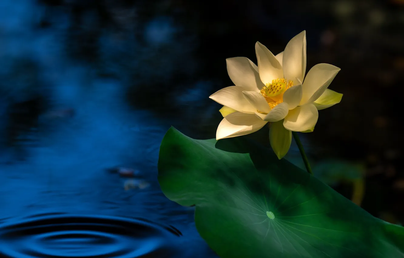 Photo wallpaper flowers, Lotus, blue background